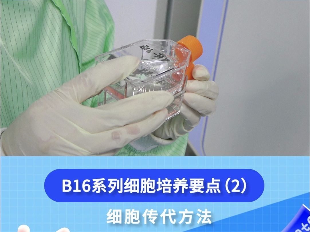 B16系列细胞培养要点(2) 细胞传代方法哔哩哔哩bilibili