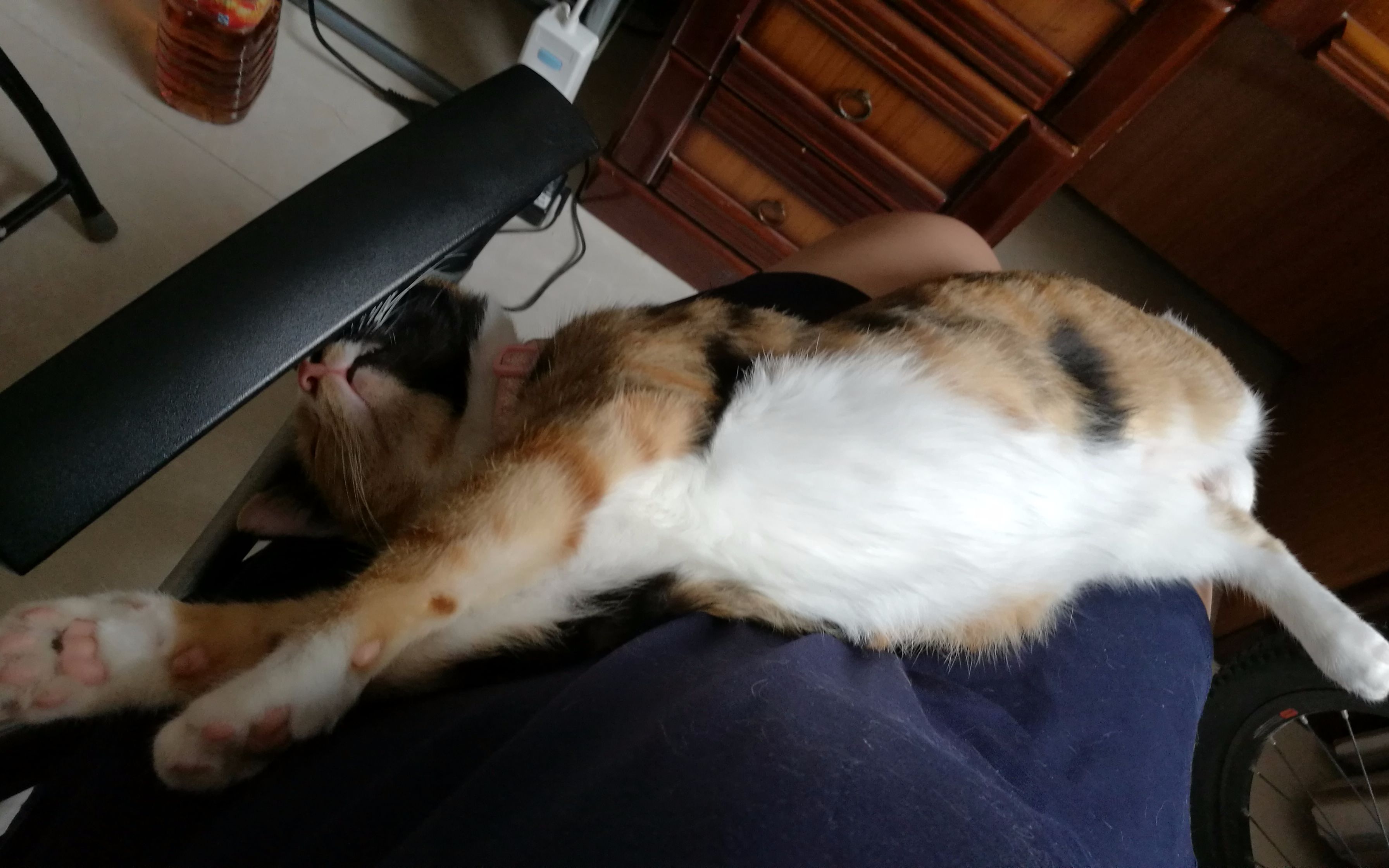 【luna铲屎官的日常】只有在公举睡着的时候才敢做的事!