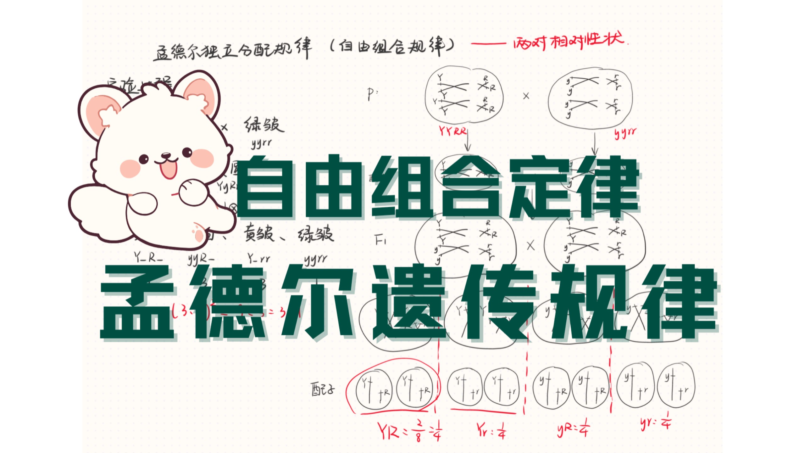 自由组合定律 | 孟德尔遗传规律 | 遗传学计算 | 你学会
