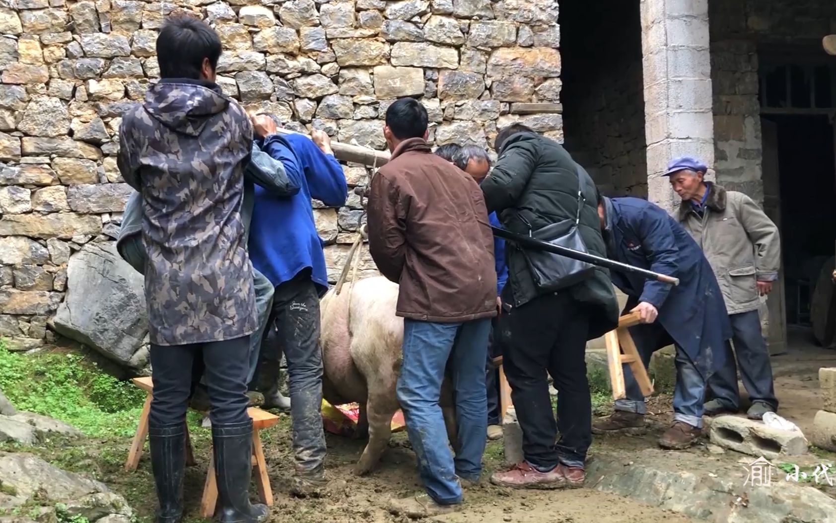 [图]邻居家卖一头350多斤的大肥猪，七八个人差点没拿下，粮食猪劲大