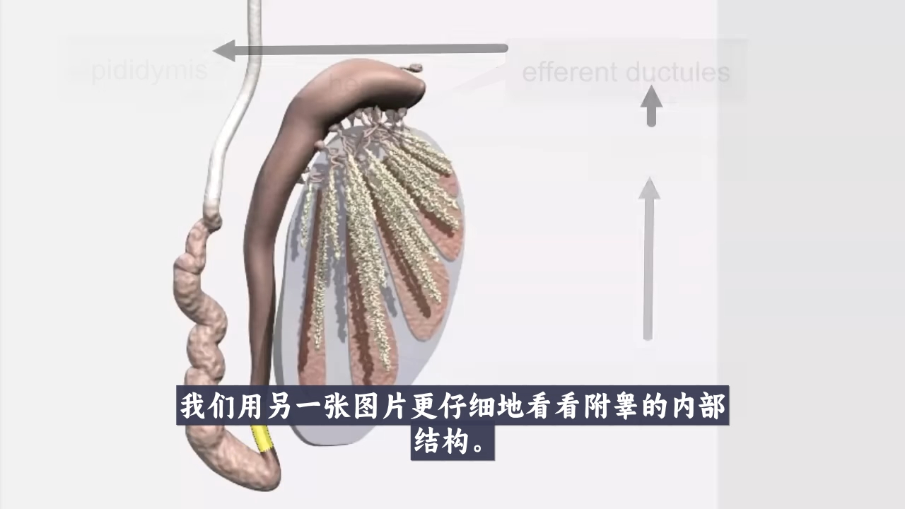 解剖精子的产生和射精到体外【医学科普】哔哩哔哩bilibili