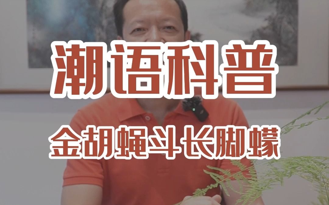 金胡蝇斗长腿蠓哔哩哔哩bilibili