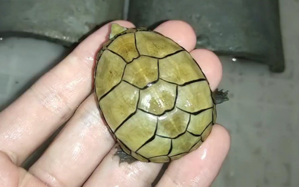 (头盔蛋龟)深夜监控,神神秘秘龟