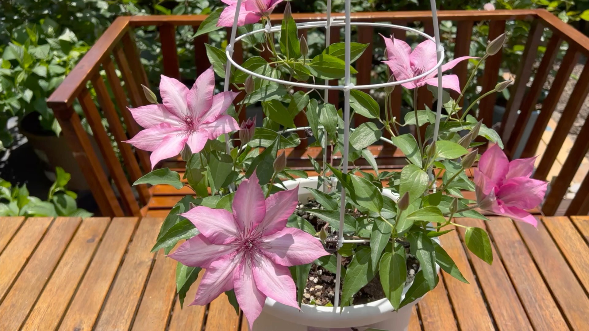 铁线莲吉赛尔修剪和官方种植推荐