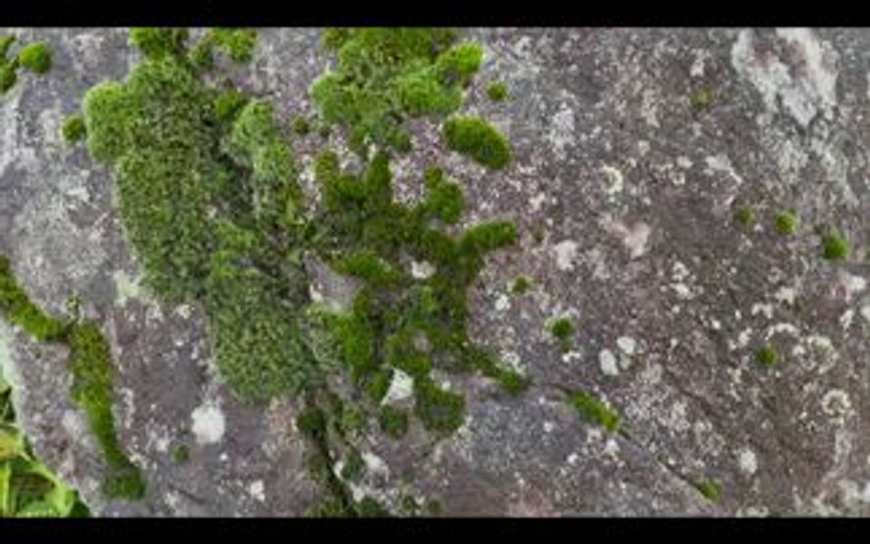 [图]就这样，被山上一块石头上的青苔治愈。