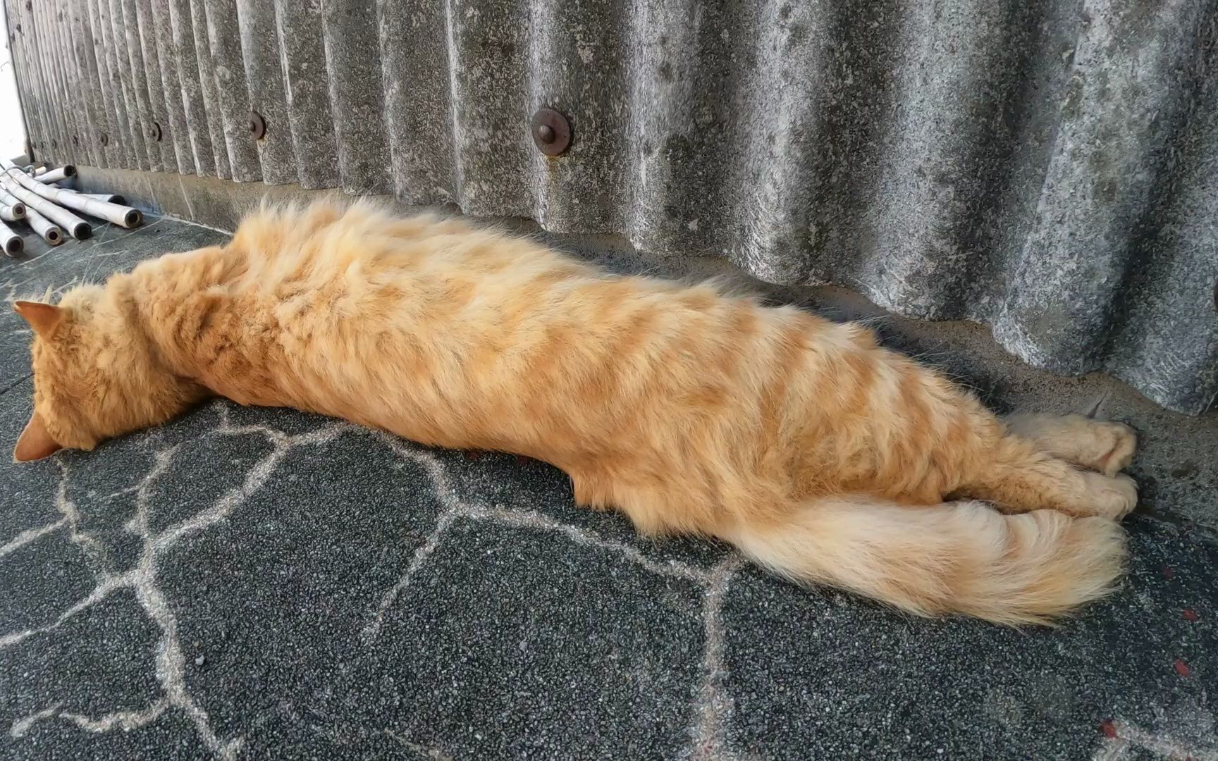 一只长毛棕色虎斑猫伸展并放松