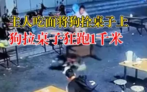 Tải video: 狗被拴餐馆桌腿上拉桌子跑1千米，老板：骑车找回桌子，已经坏了