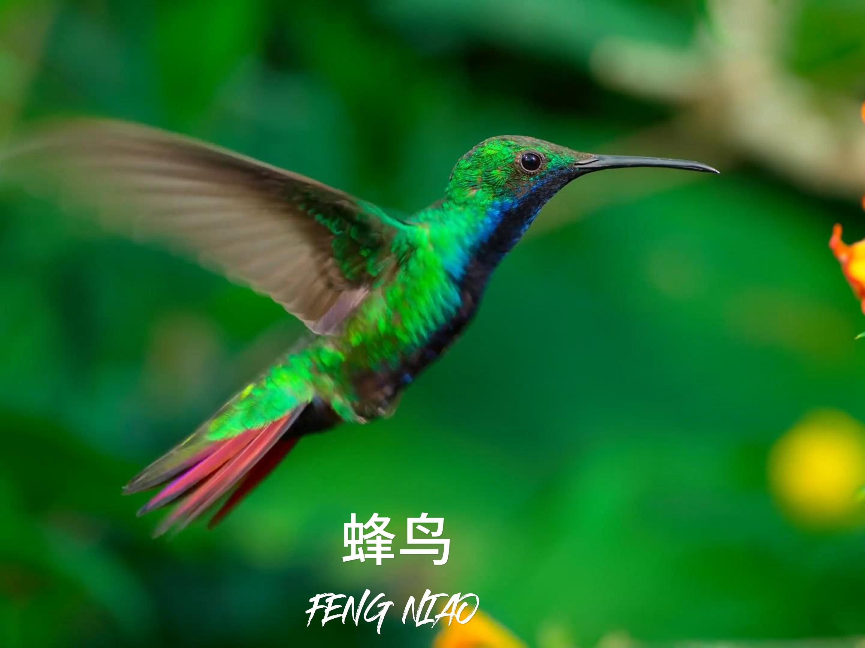 一秒20次的蜂鸟