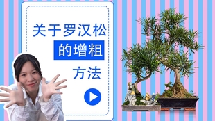 精养 单杆 独苗 罗汉松 第三节课 栽植 技巧 干货 哔哩哔哩 つロ干杯 Bilibili