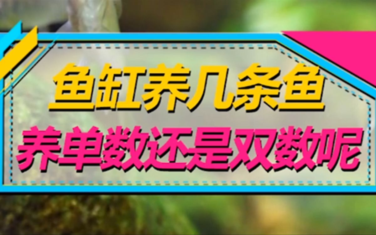 养鱼数量真的是水族圈常见话题!再发一遍!鱼友们且看且珍惜吧!哔哩哔哩bilibili