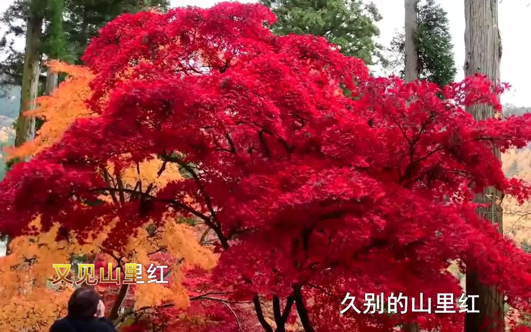 [图]祁隆《又见山里红》