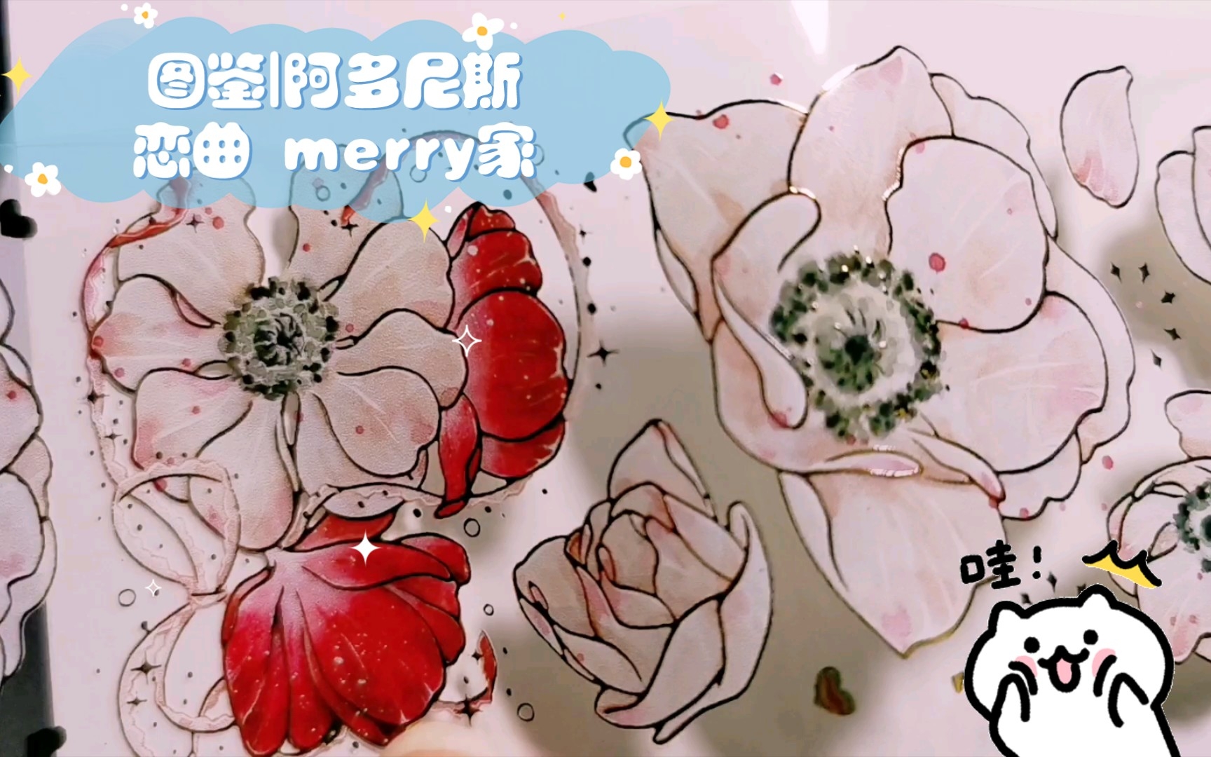 [图]图鉴|阿多尼斯恋曲 merry家