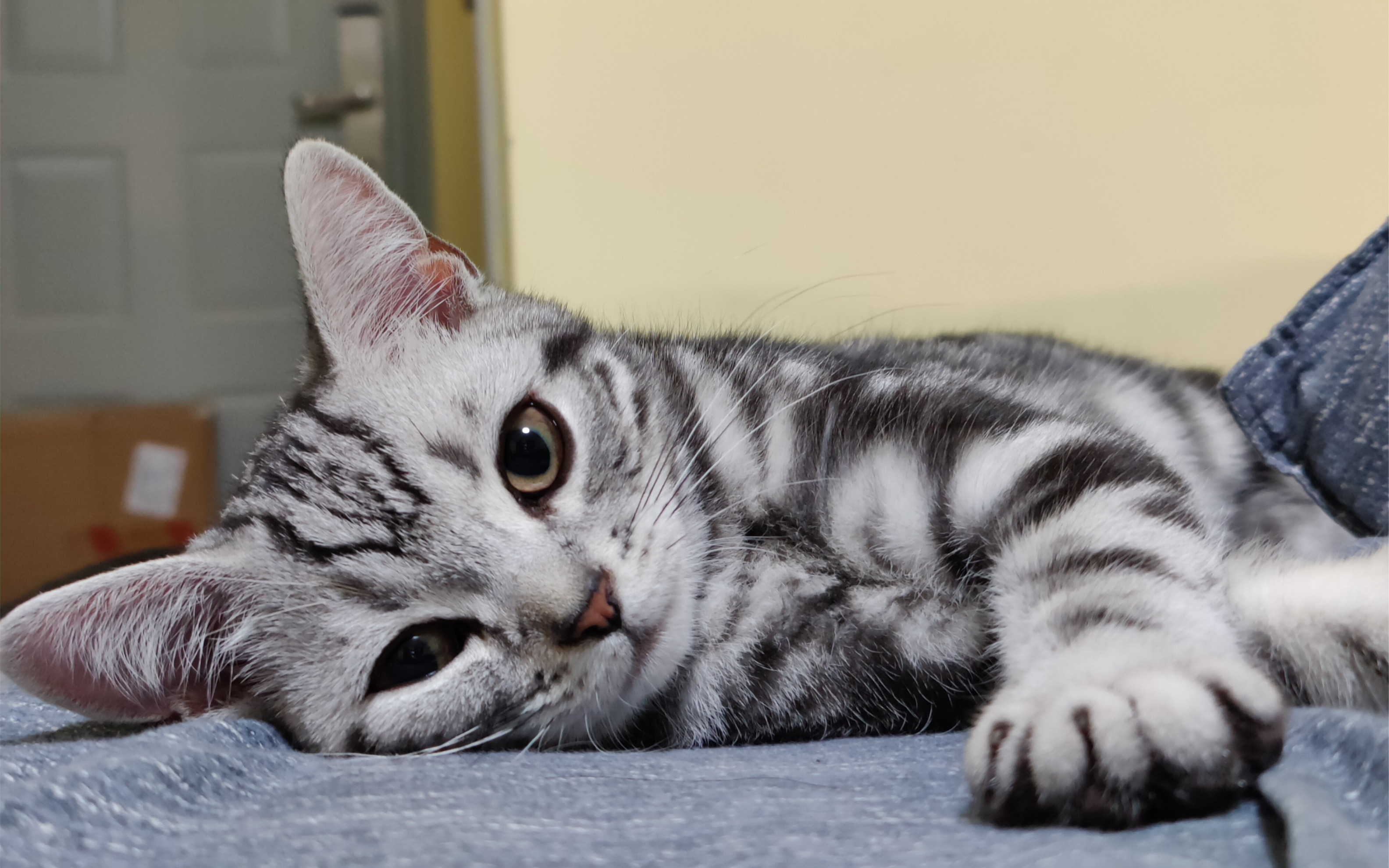 撸猫如果有人没撸过美短的话猫真的会难过的