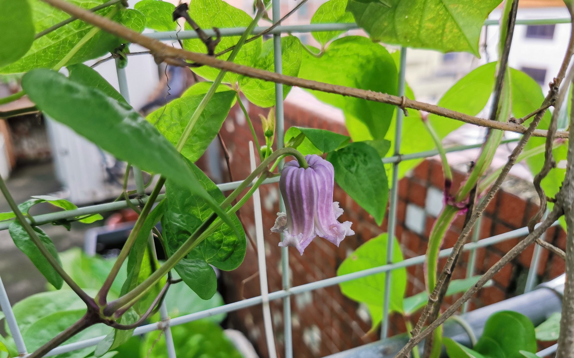 去年买的一棵铁线莲,要开爆了,真是花如其名-天使舞裙