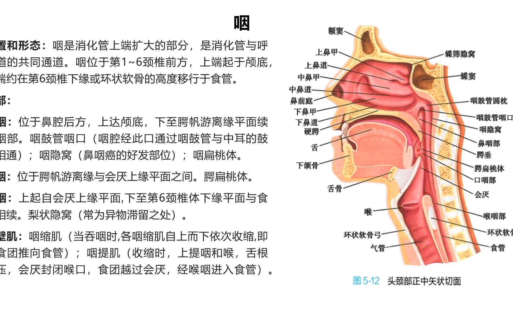 系统解剖学消化系统之咽和食管哔哩哔哩bilibili