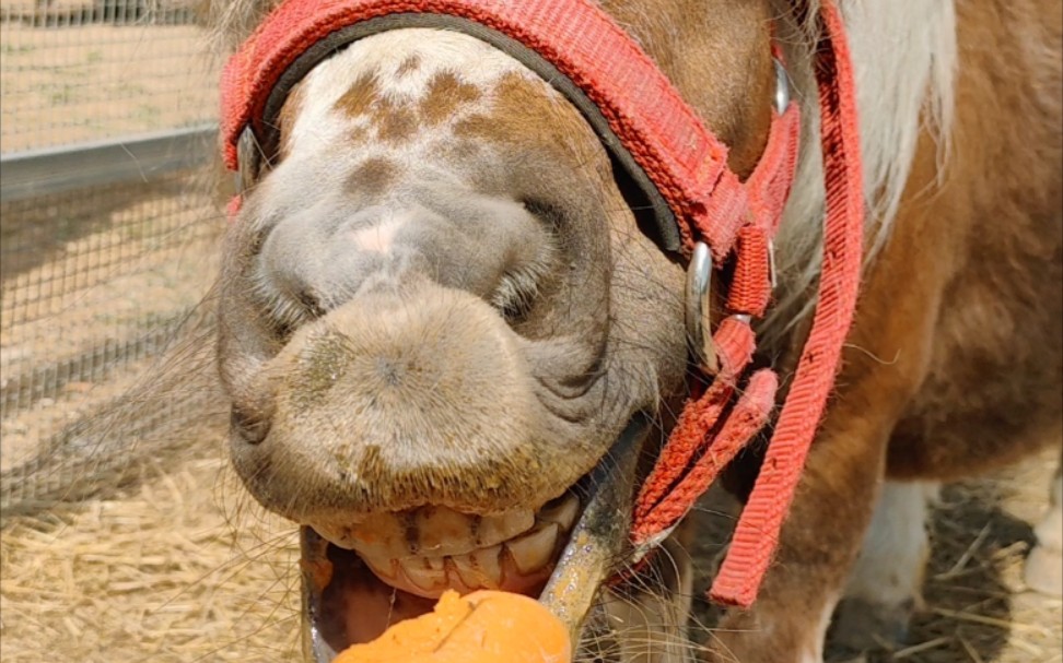 我来告诉大家迷你马吃胡萝卜的速度到底有多快!