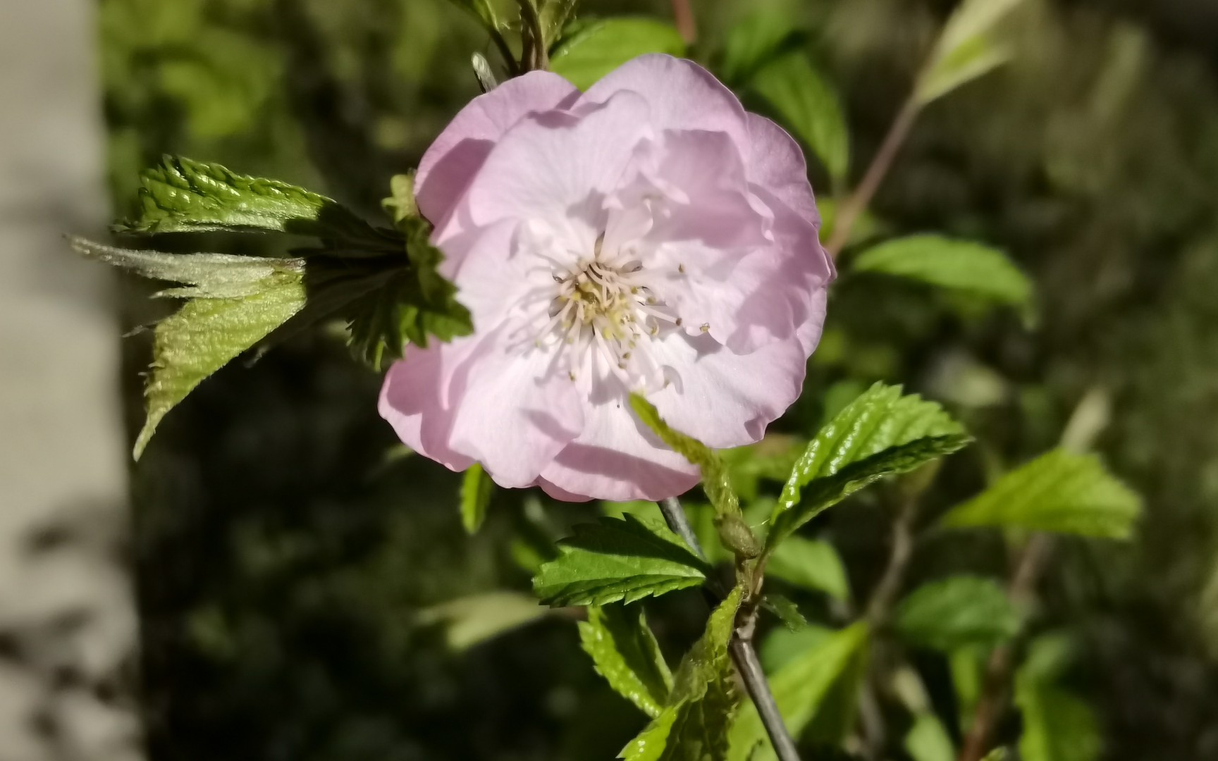 春天风景随手拍