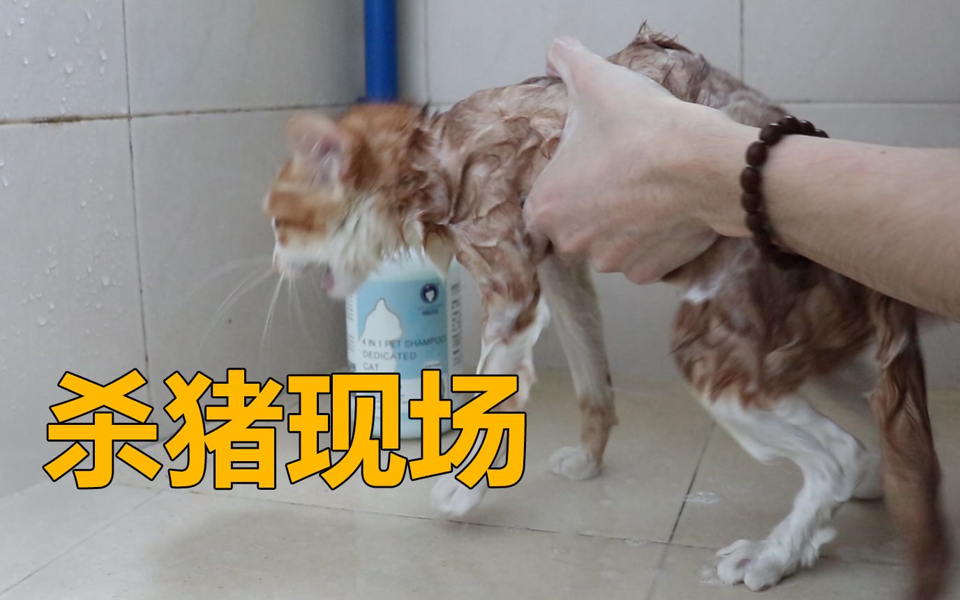 【小橘子】给猫洗澡后 铲屎官在怀疑人生