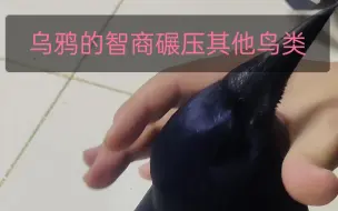 Download Video: 乌鸦的学习能力超乎你的想象！