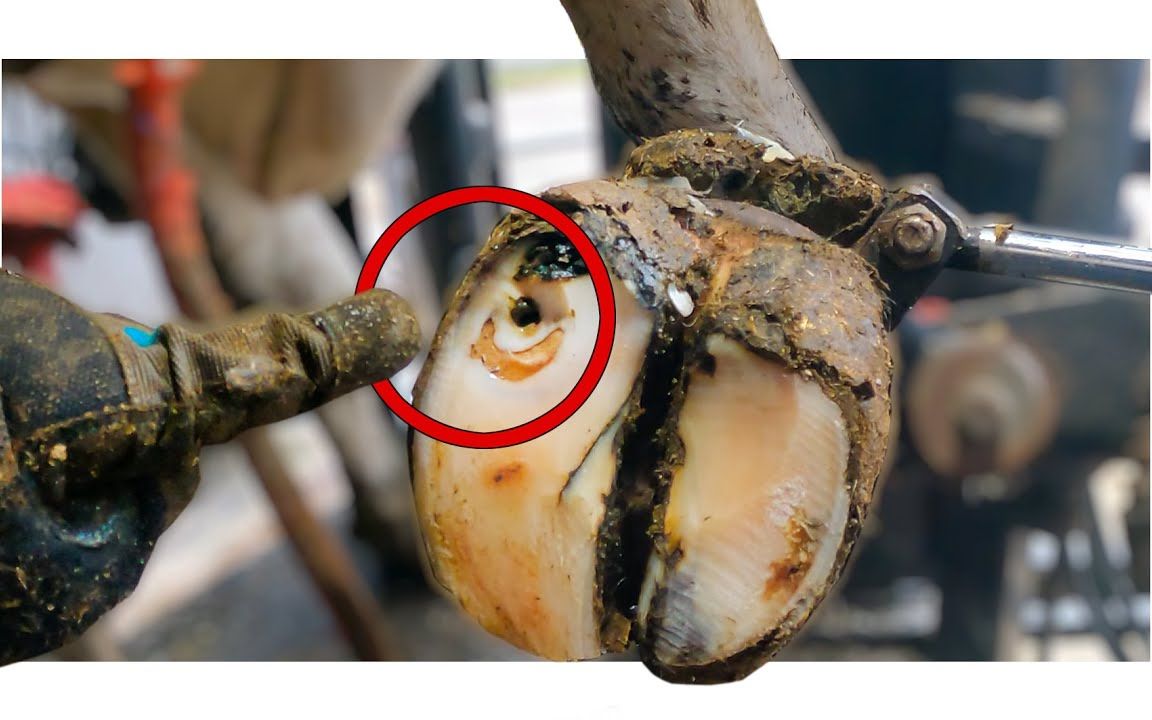 牛蹄有上有个很深的洞,小哥把整个蹄甲割掉,看着肉疼