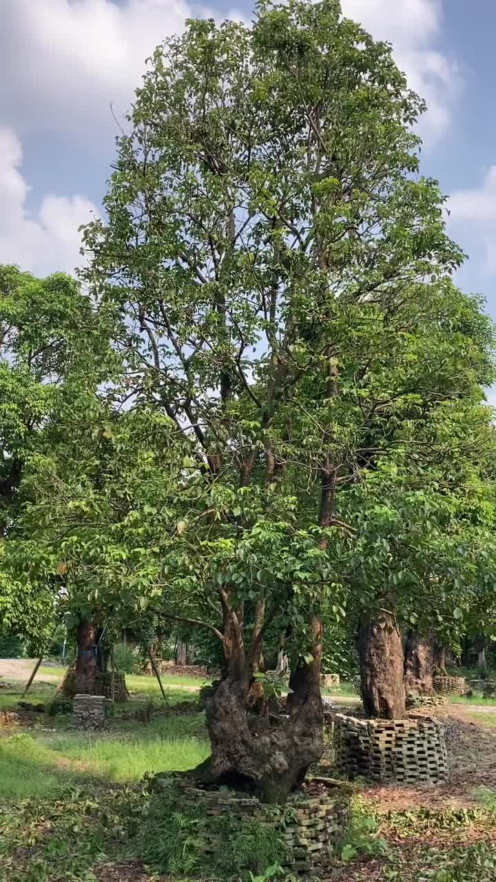 120cm全冠秋枫头精品苗木