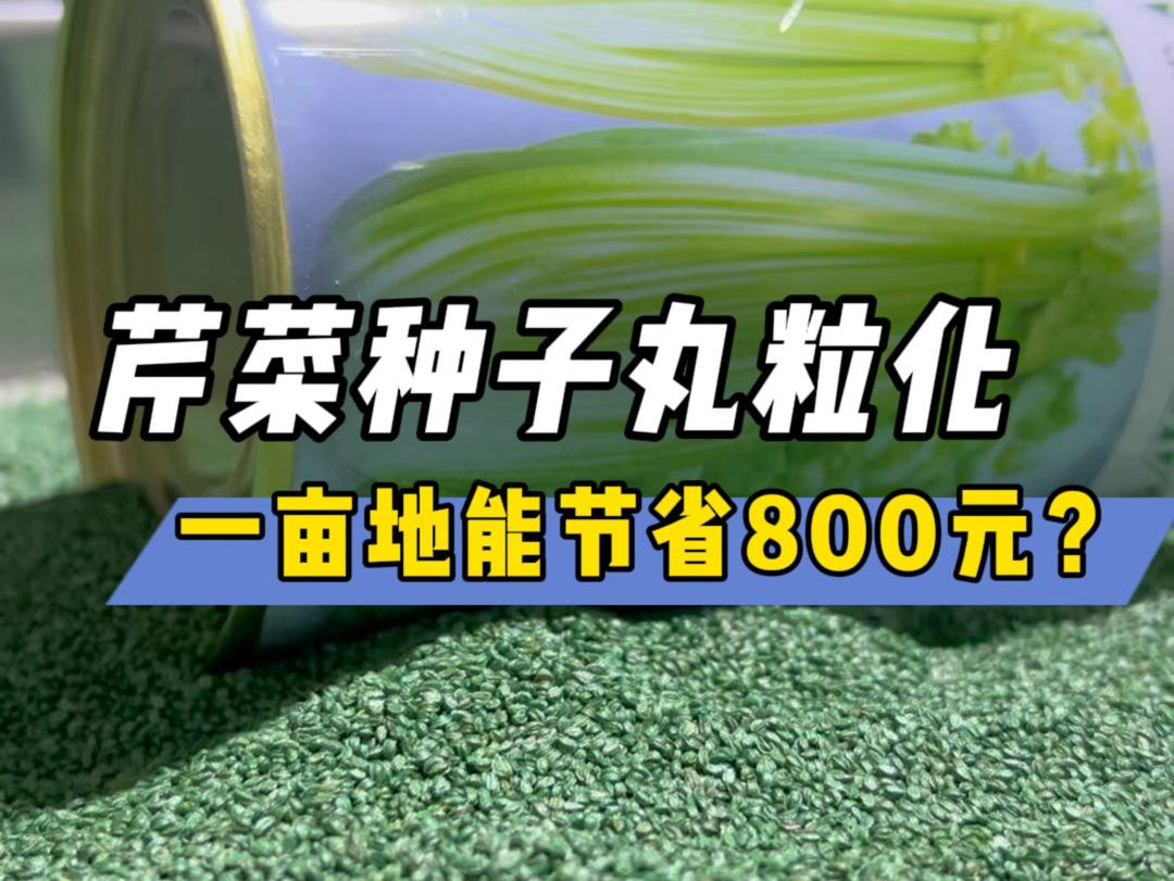 芹菜种子丸粒后播种,一亩地能省800块钱? #种子低温丸粒设备 #农业科技推广 #种子处理技术哔哩哔哩bilibili