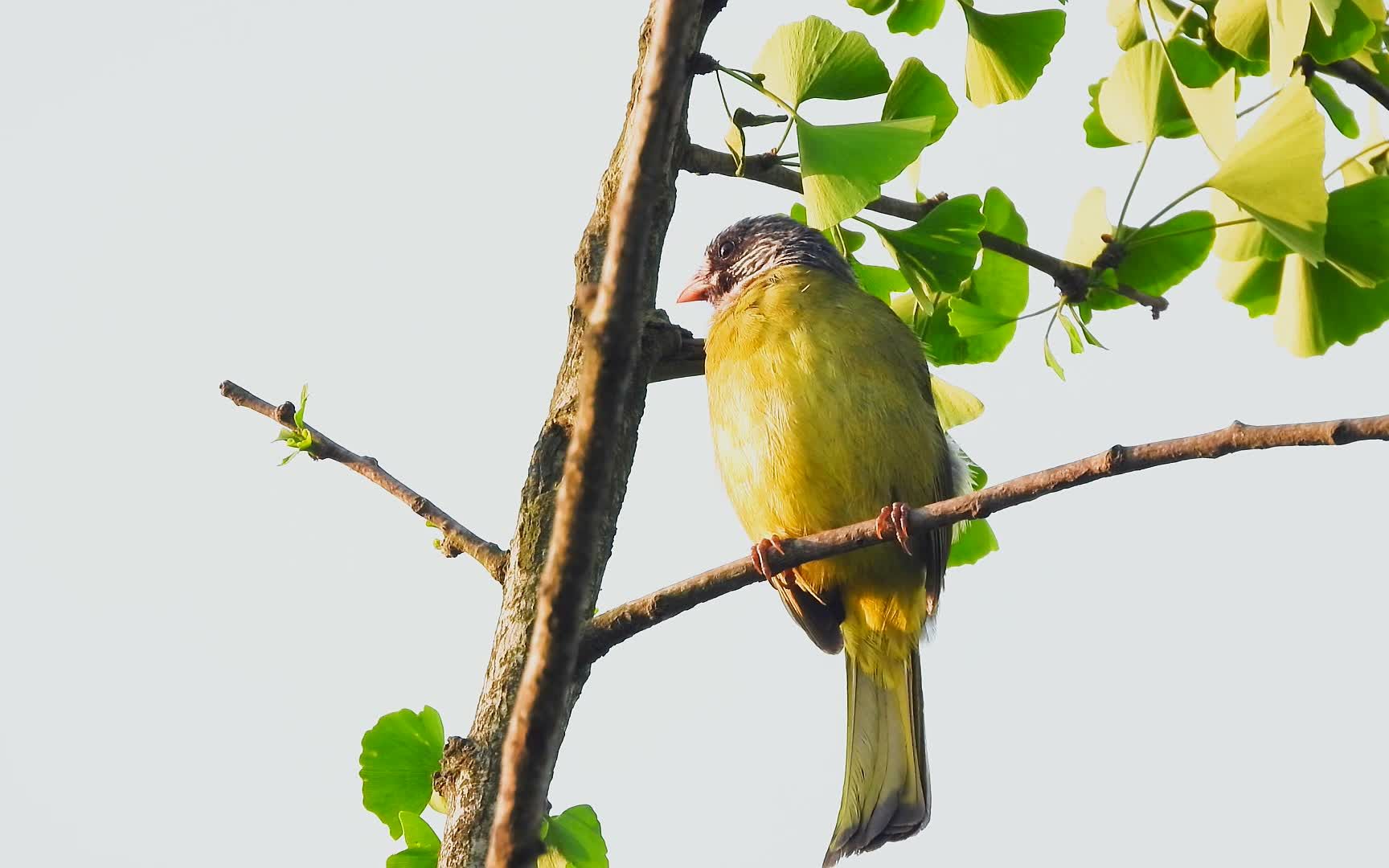 好听的鸟叫声,银杏树上的领雀嘴鹎叫声,和另一只在对歌
