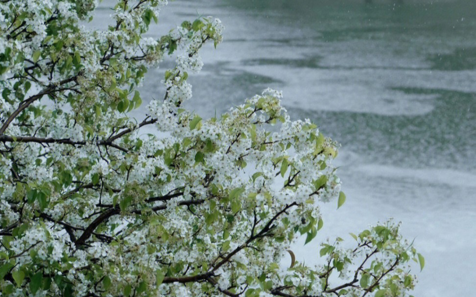 梨花带雨