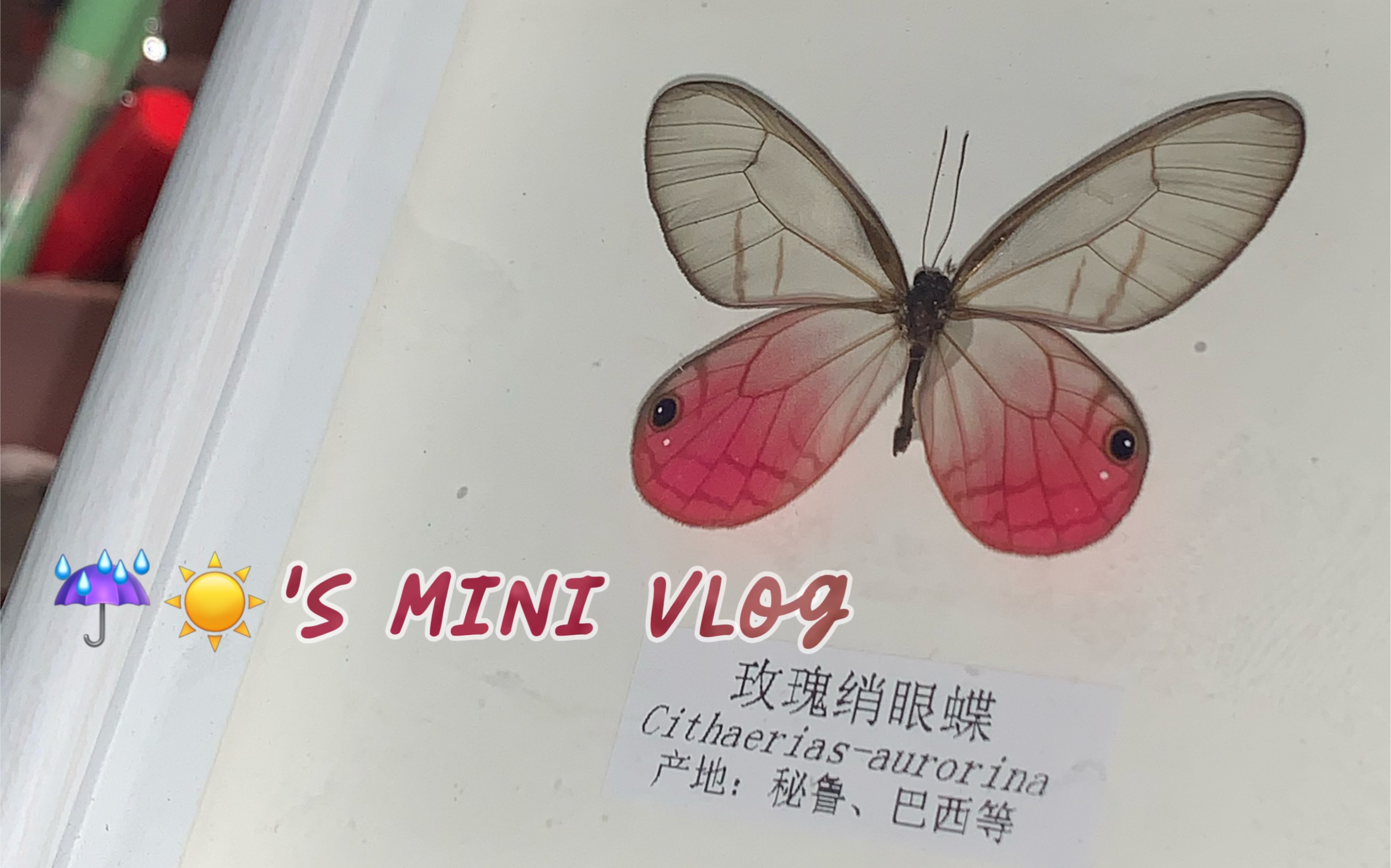 [图]Mini Vlog-1｜春天在和夏天捉迷藏，太阳在和我玩捉迷藏