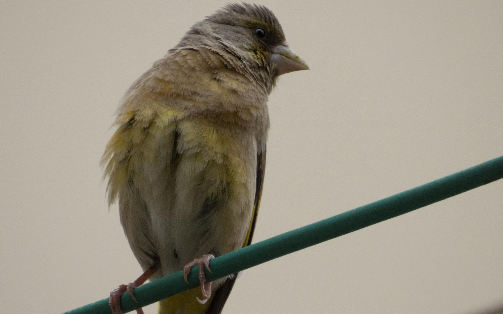 小区里停电线上的金翅雀