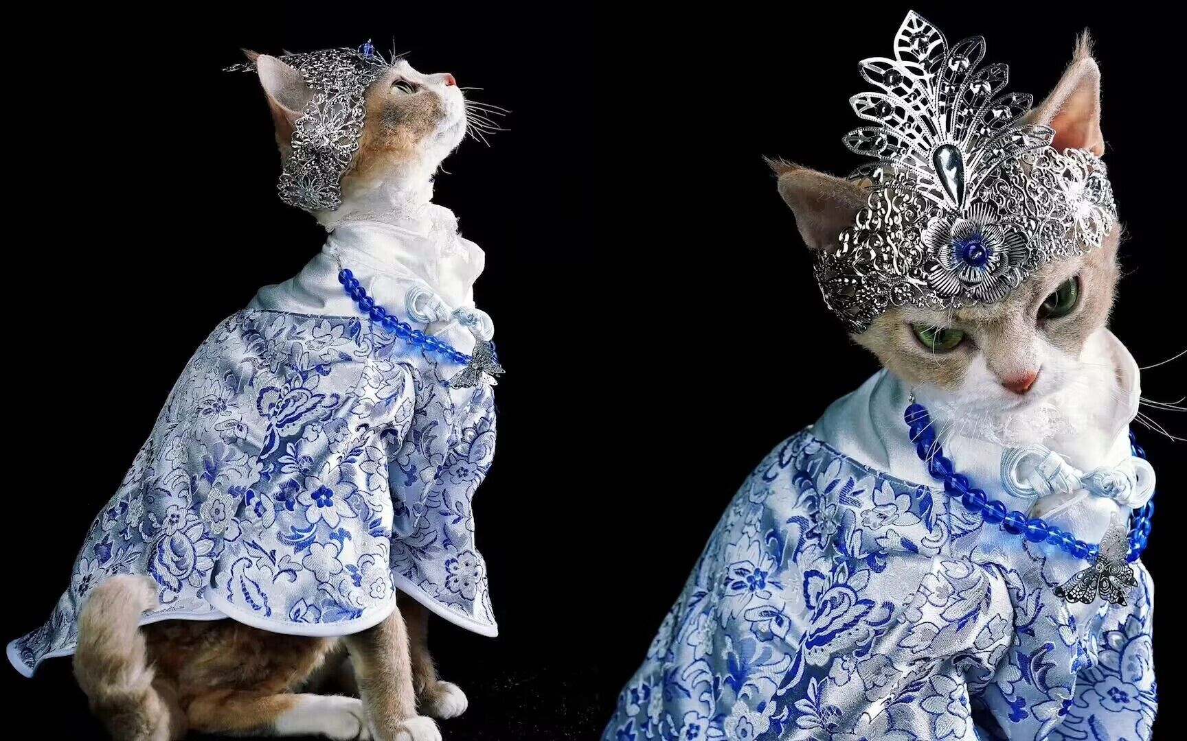 主人以青花瓷为灵感,特意为猫咪量身打造衣服,换上后太惊艳