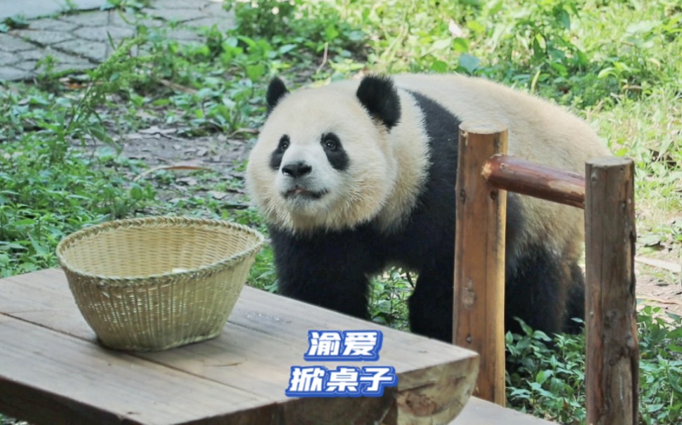 大熊猫渝爱|爱姐可能不知道,今天她不吃笋掀桌子的全过程,全被奶爸
