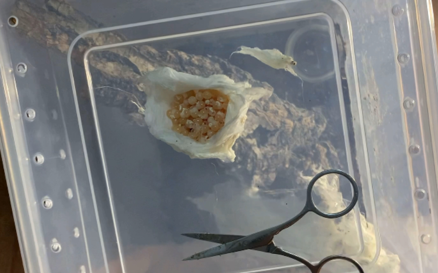 我来领工资啦!(哥伦比亚紫粉趾拆蛋)