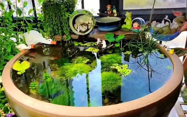 【养鱼】古法生态养鱼开缸教程,可以不用换水的鱼缸