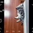 vlog#1 Deng Deng Deng Deng、5匹の猫のデビュー   五只猫猫登场！
