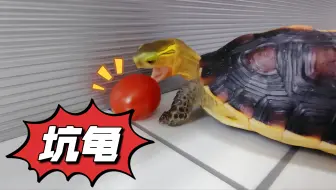 养龟8年我终于知道：原来自作聪明，最坑龟！！