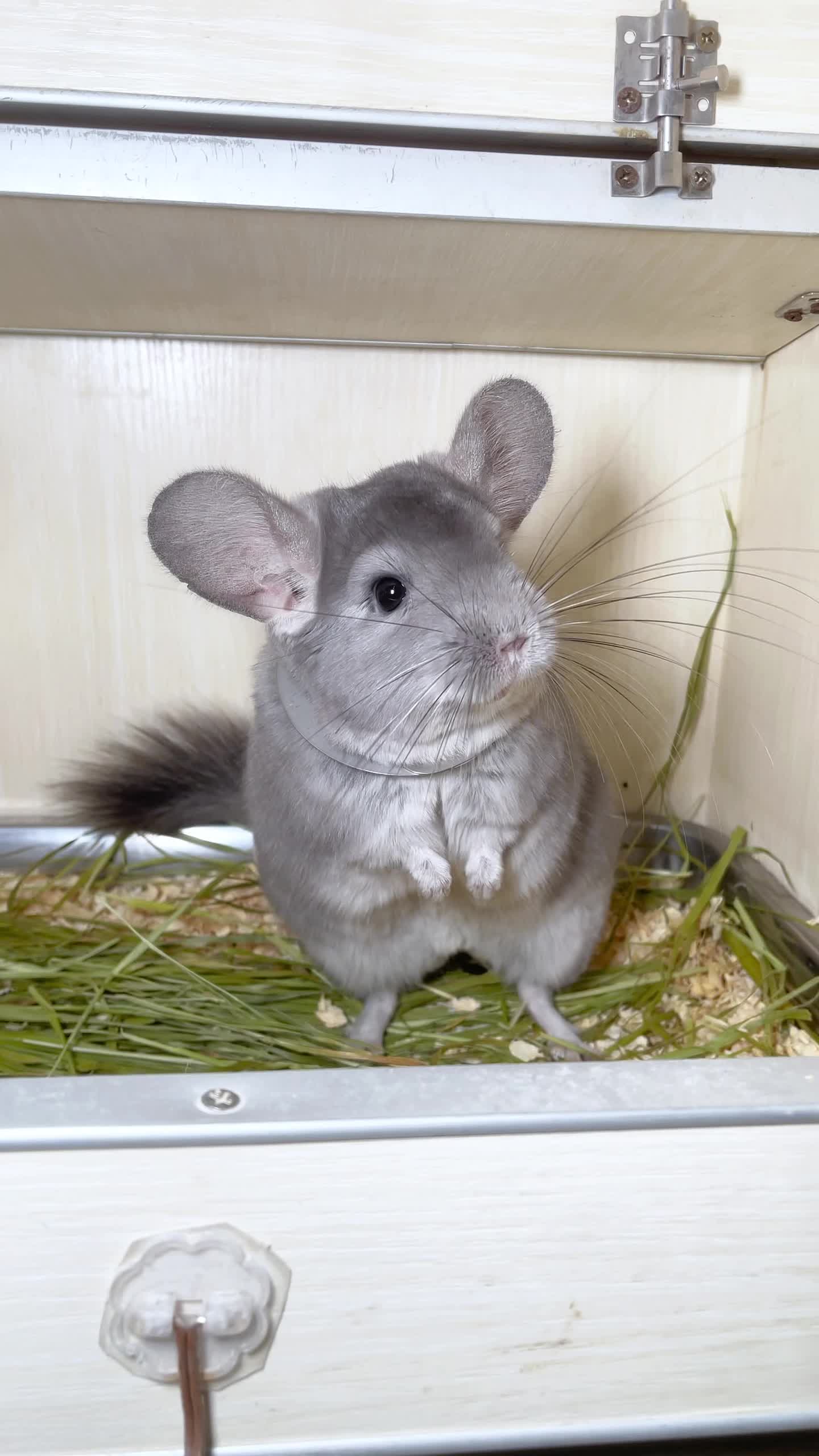 龙猫说话后的技能