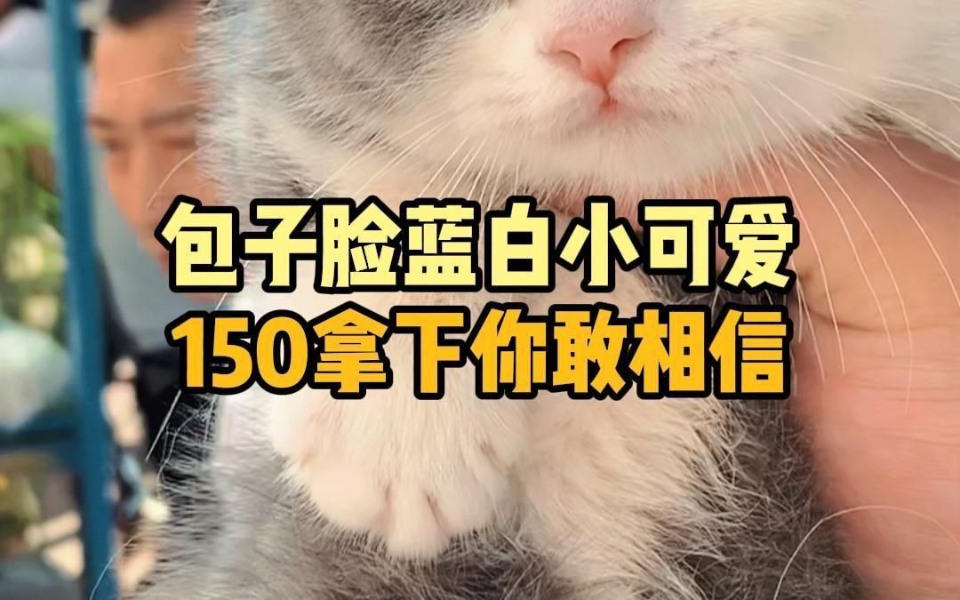 包子脸蓝白小可爱,150拿下你敢相信?