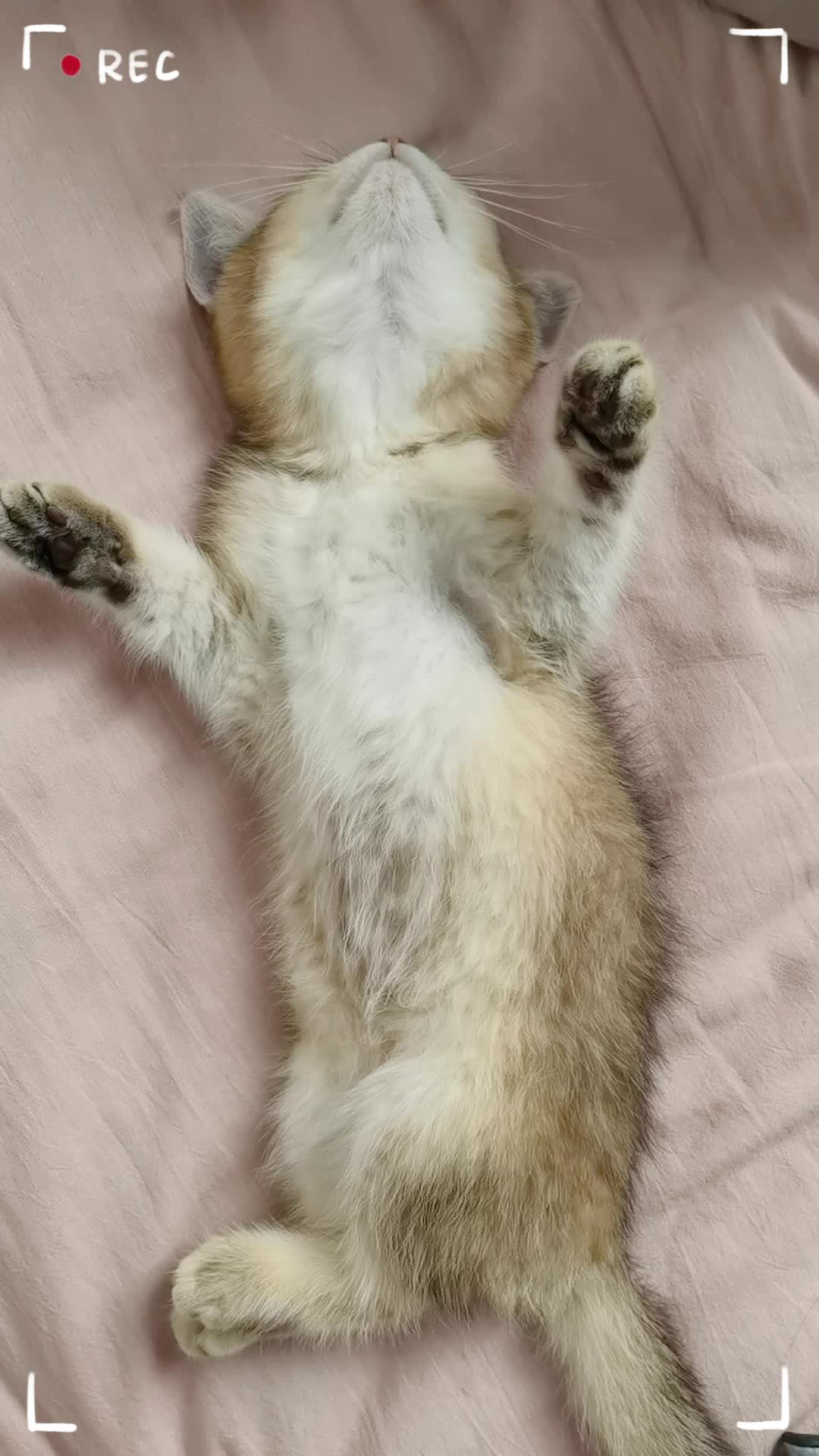 谁又能拒绝一只喜欢装死的小猫咪呢_哔哩哔哩_bilibili