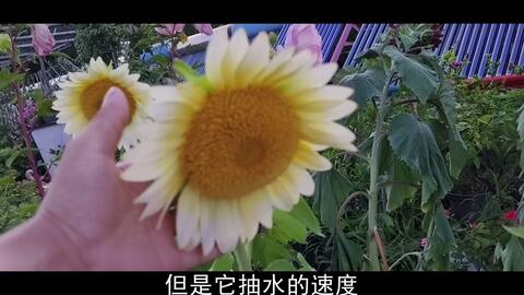 花开半夏 黛丝 公主 紫莞 晶帽 哔哩哔哩 Bilibili