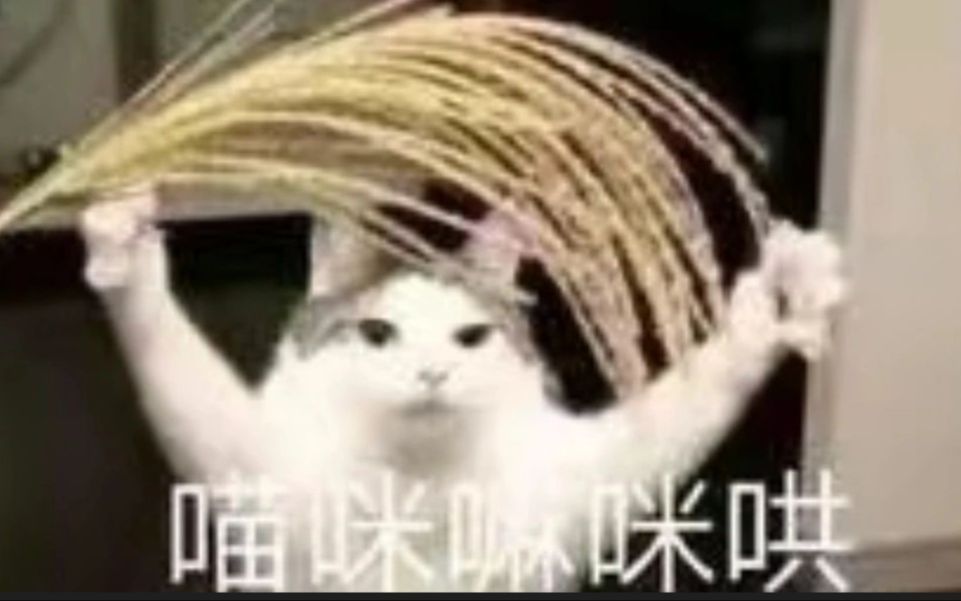 [图]【memes】猫猫最多的一集🐱#1