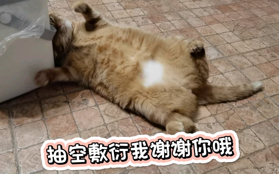 猫咪敷衍表情包图片