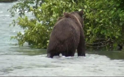壁纸 动物 狗 狗狗 504_315