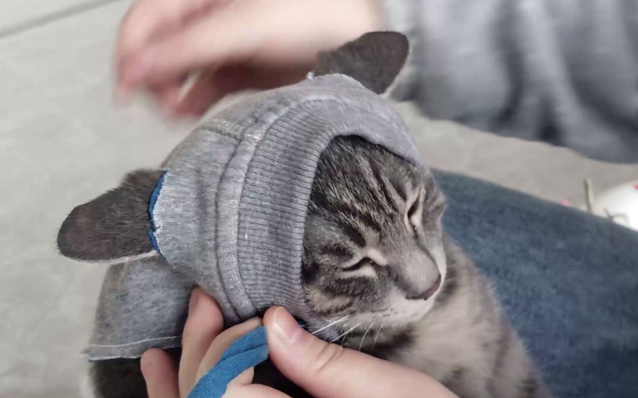 戴帽子的猫