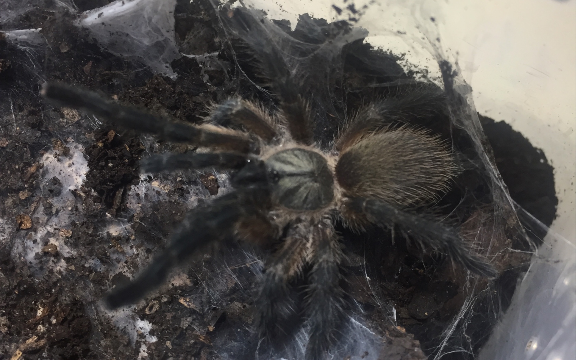 [延时摄影]捕鸟蛛(monocentropus balfouri)蜕皮全过程