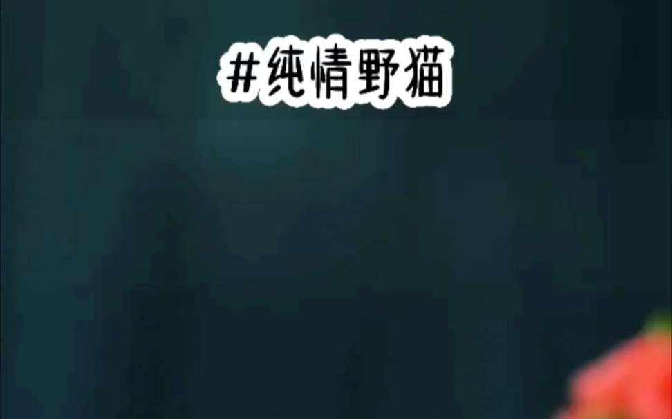 纯情野猫#超爆小故事#不看后悔系列哔哩哔哩bilibili