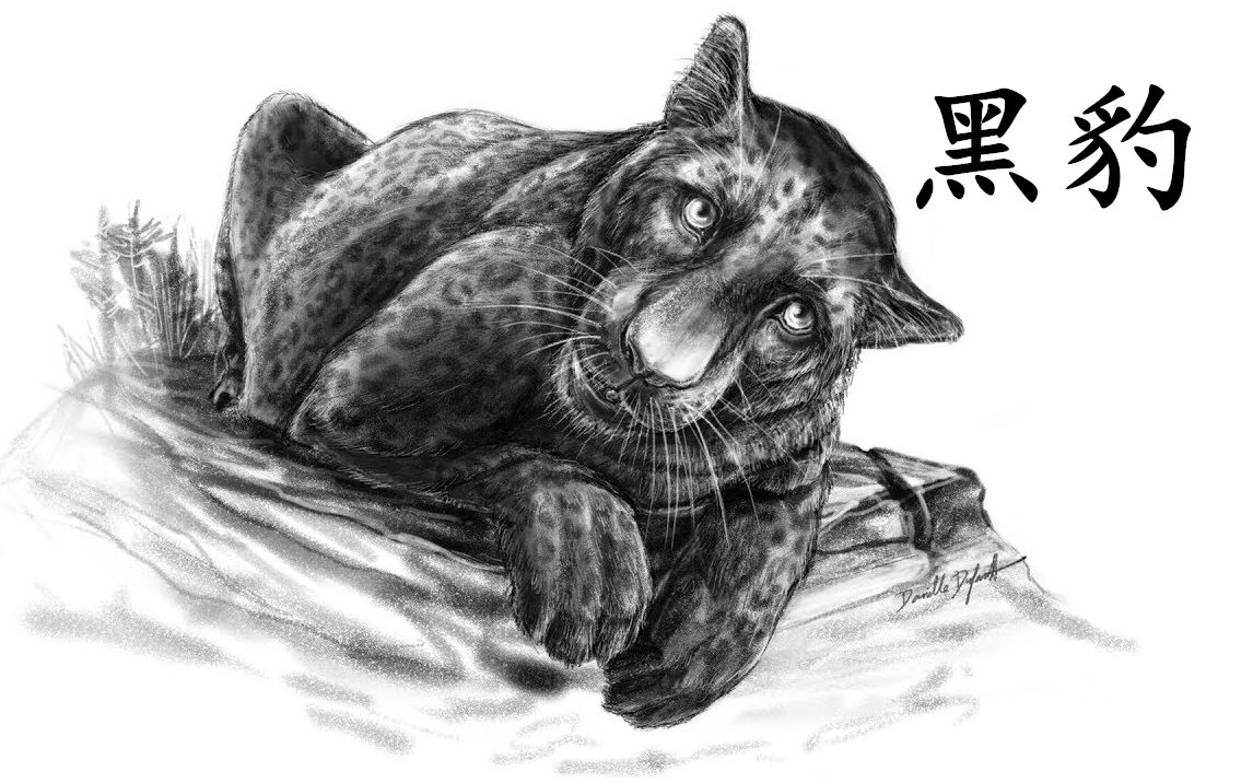 动物素描画黑豹
