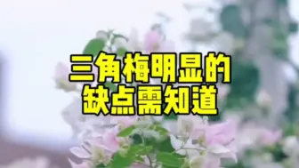 Download Video: 三角梅几个明显的缺点需知道 #三角梅的养护#园艺生活#我的种植日常#花开富贵好运来#芳菲苑F