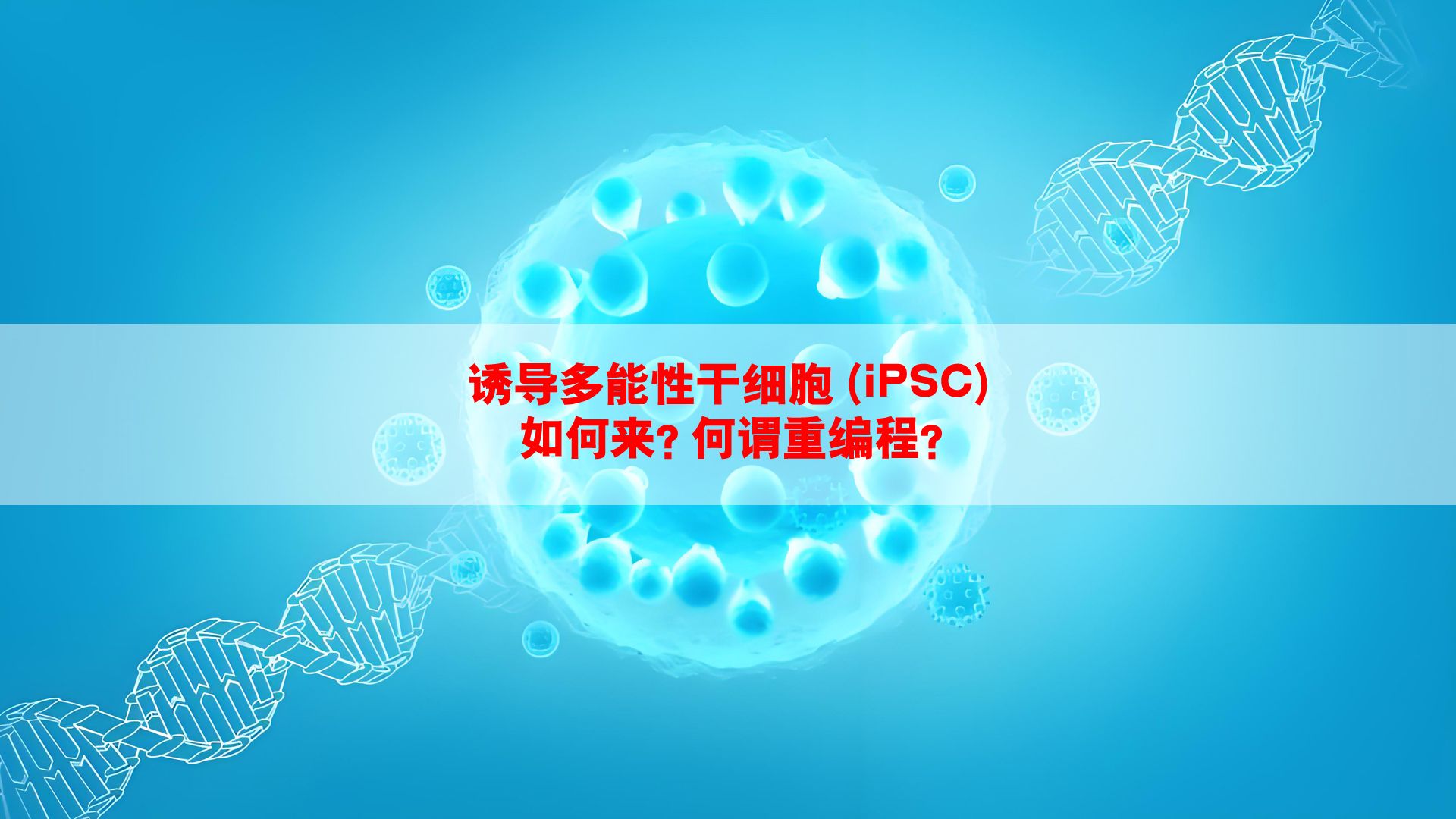 诱导多能性干细胞(ipsc)如何来?何谓重编程?