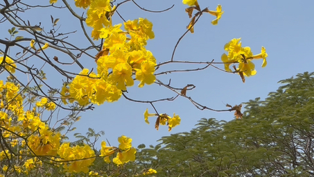 顺峰山公园黄花风铃木图片